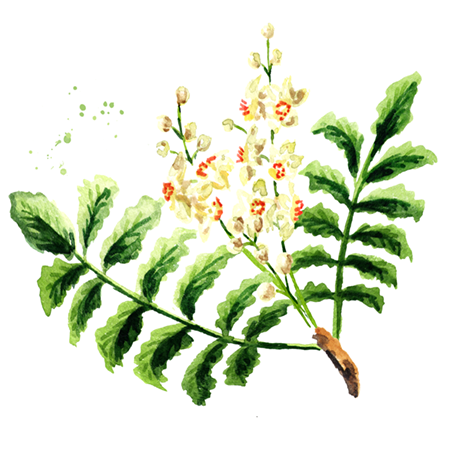 Kadidlovník pílovitý (Boswellia serrata extrakt)